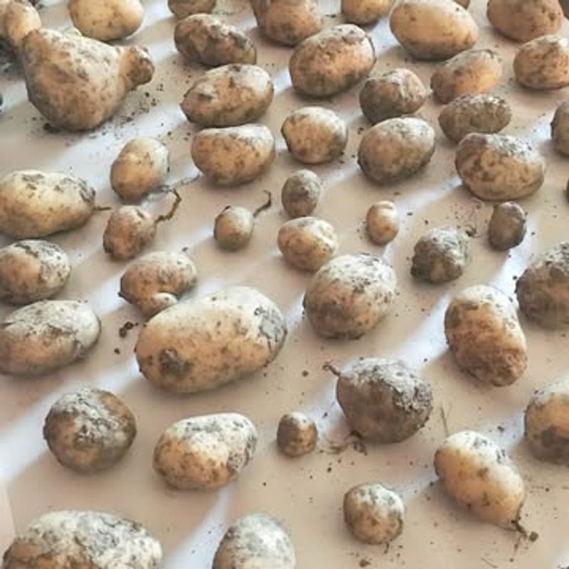Planting Store-Bought Potatoes