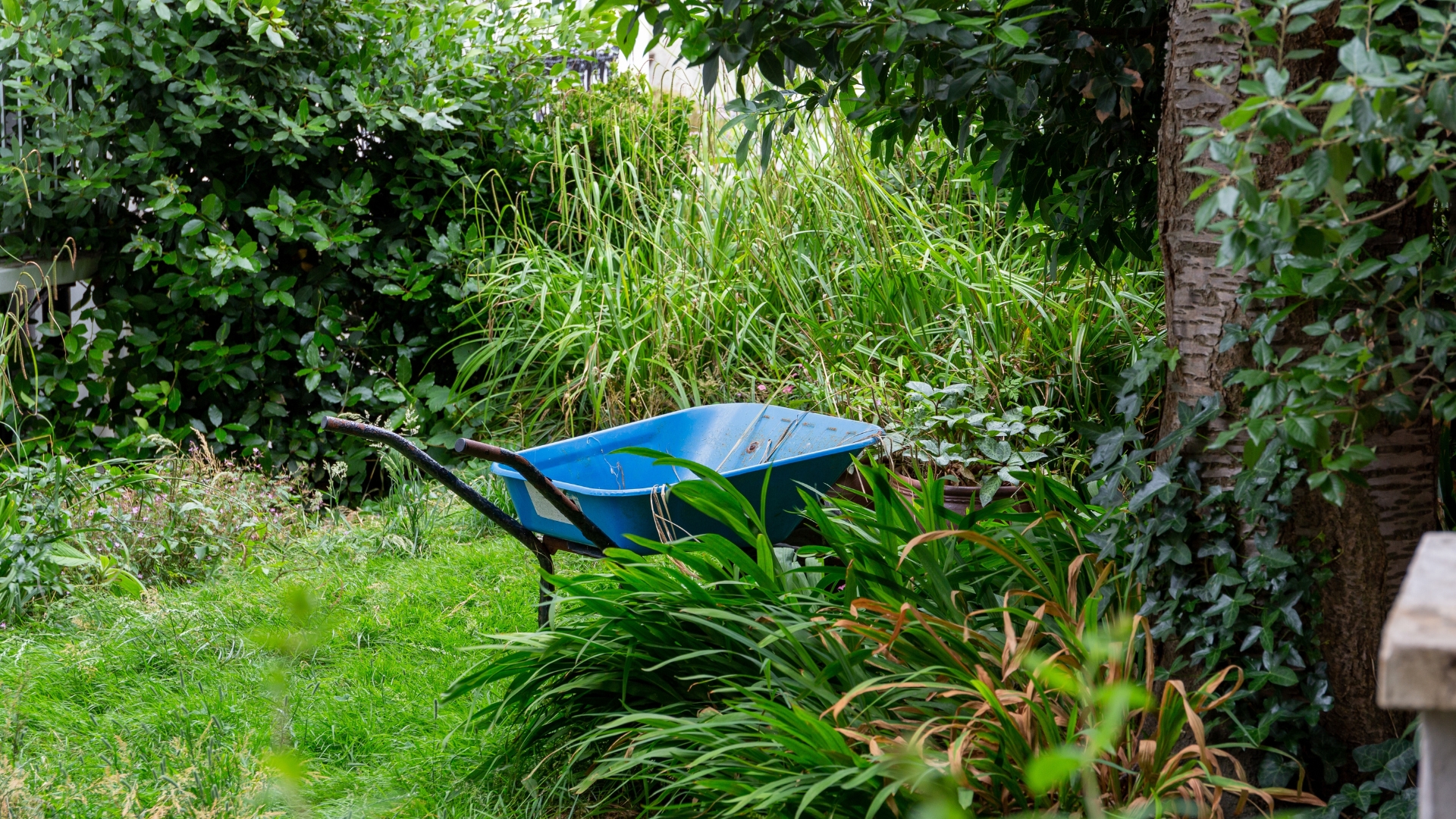 garden