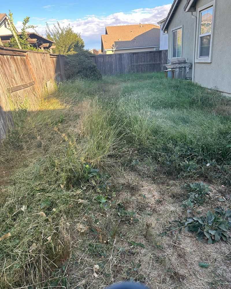 Overgrown Grass