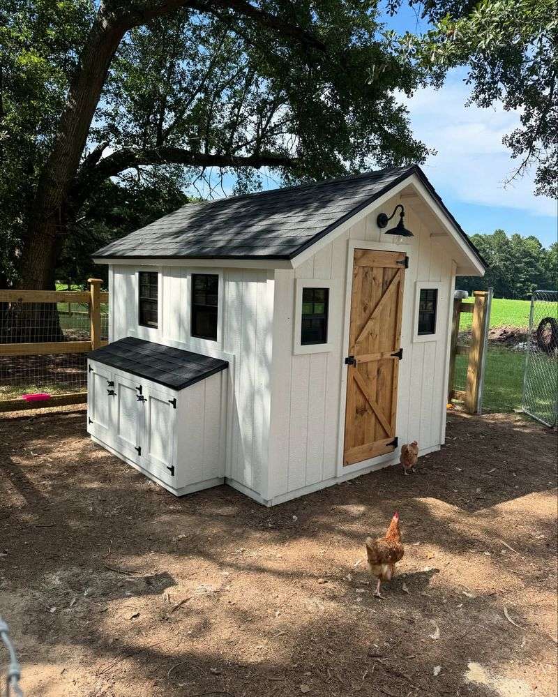 Backyard Chickens