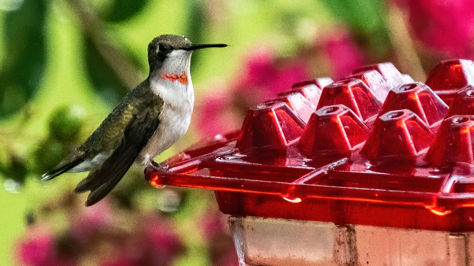 hummingbird on a feeder