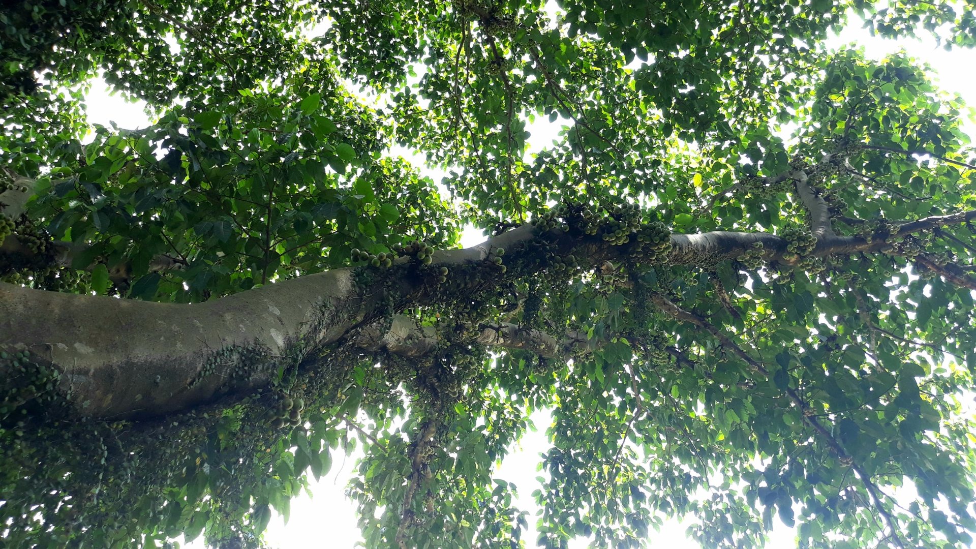 Manchineel tree