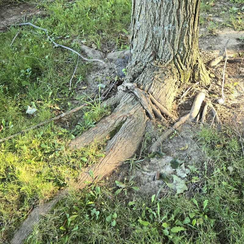 Leaning Trunk