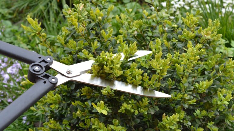 prune boxwood