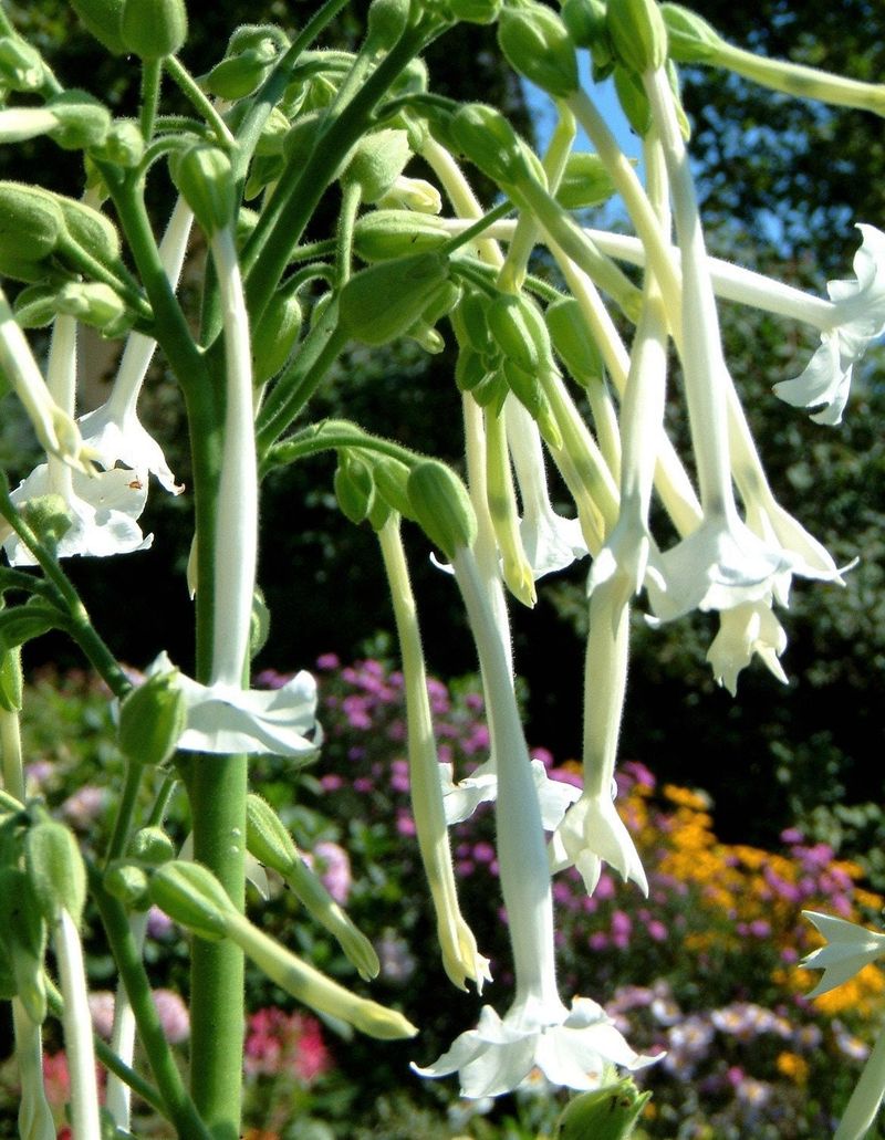 17. Nicotiana Sylvestris (Flowering Tobacco)
