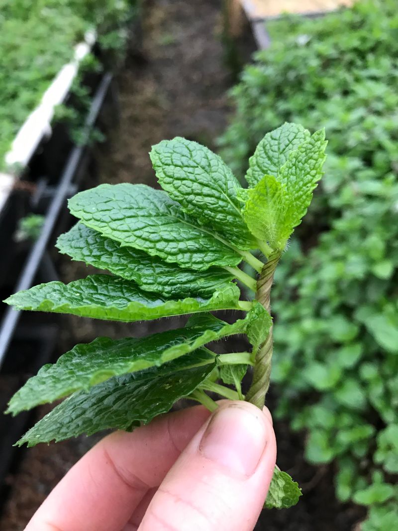 17. Mint Plants Create Barriers