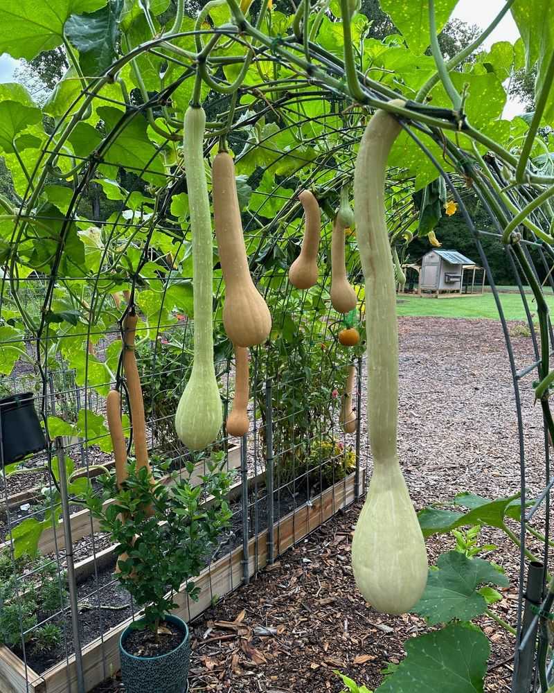 17. Tromboncino Squash