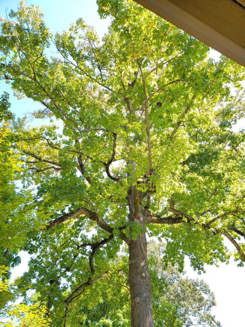 17. Sweet Gum