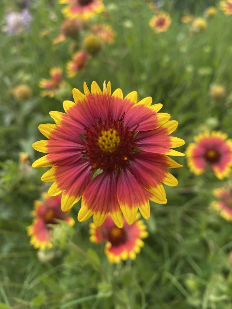 17. Blanket Flower