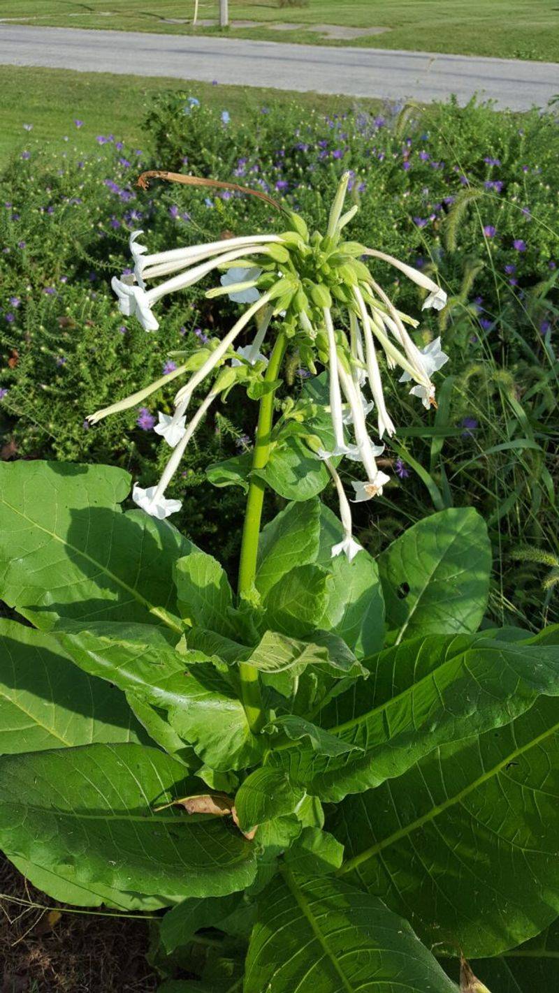 17. Flowering Tobacco