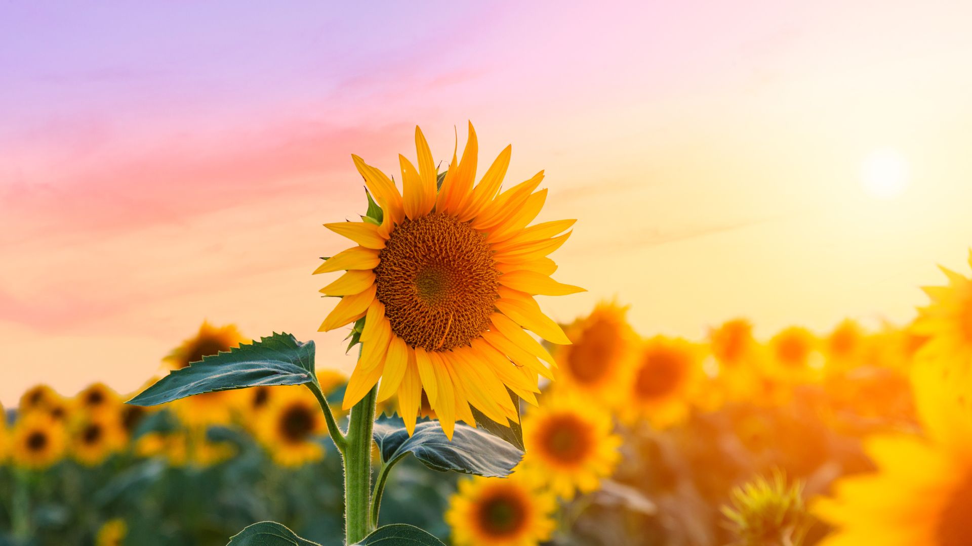 17 Annual Flowers That Bloom All Summer (Even In Scorching Heat)