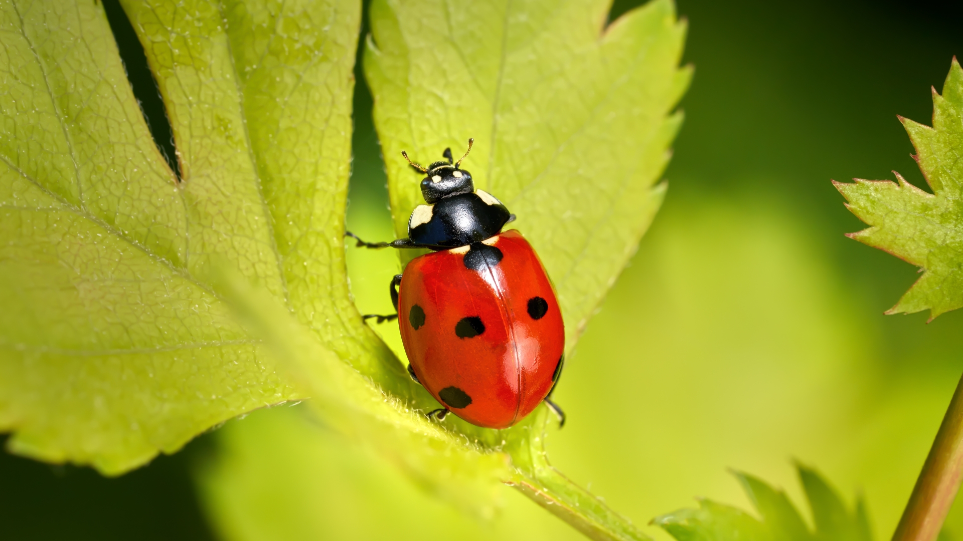 17 Beneficial Insects That Eat Aphids (And Save Your Plants From Damage)