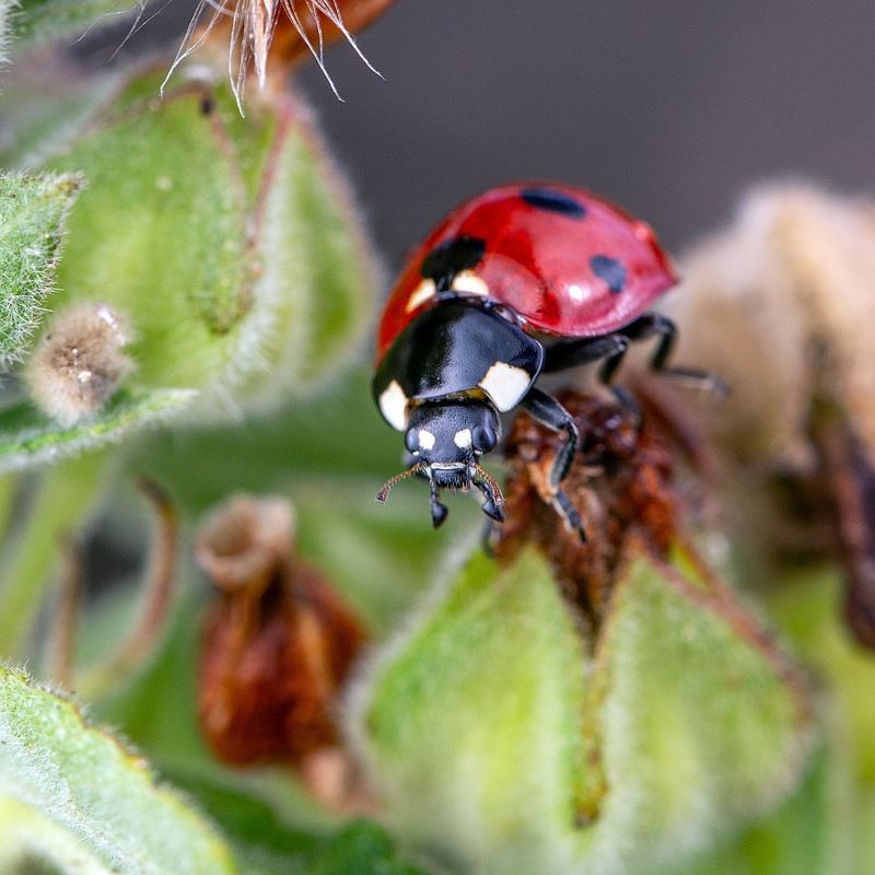 Ladybugs