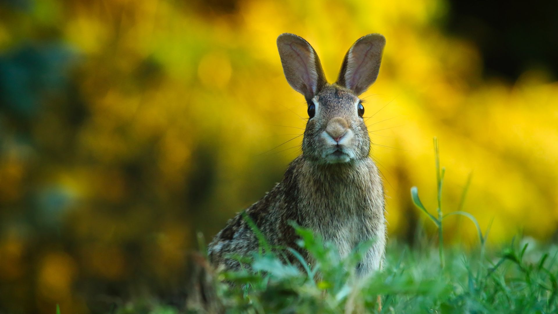 17 Cheap And Easy Tricks To Keep Rabbits From Wrecking Your Garden