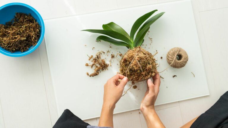 making a kokedema planter