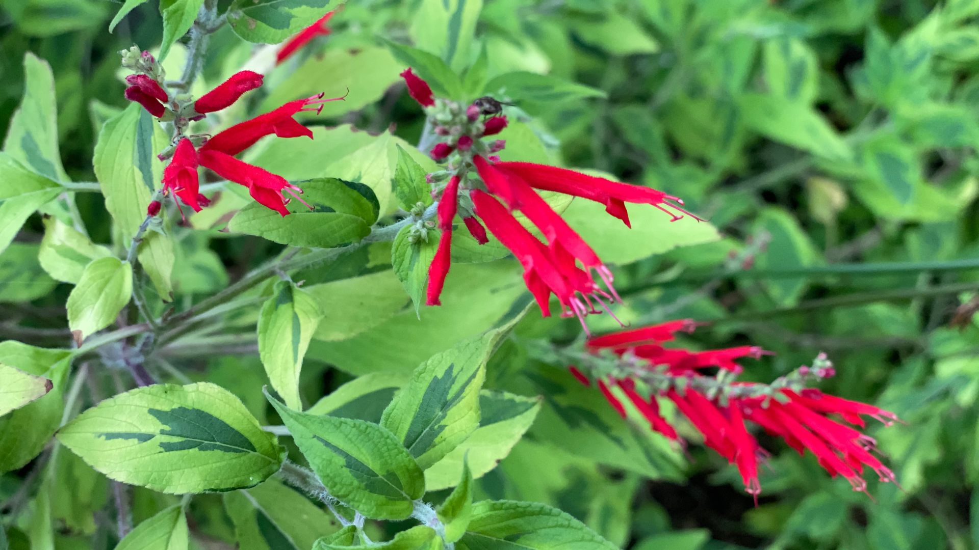 Pineapple sage