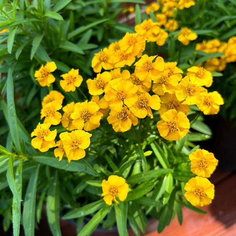 Mexican Mint Marigold - The Tarragon With A Twist