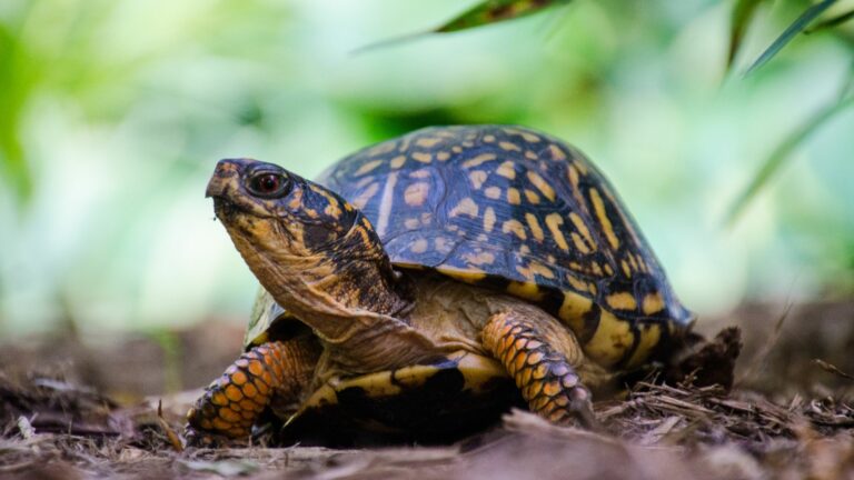 Eastern Box Turtles