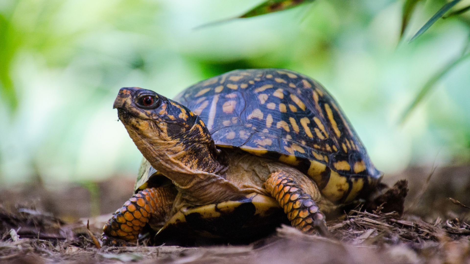 17 Creatures You’re Not Legally Allowed To Remove From Your Yard (Even If You Want To)