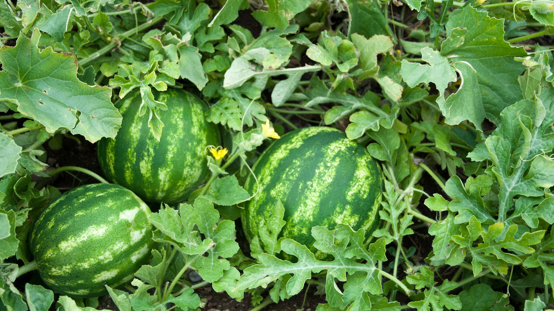 watermelons