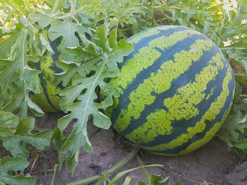 Watermelon