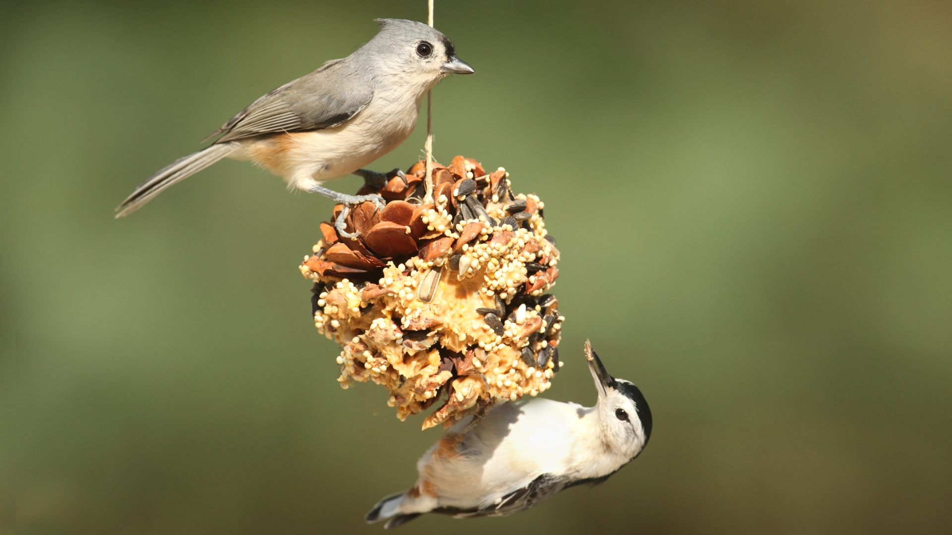 ine cone bird feeder