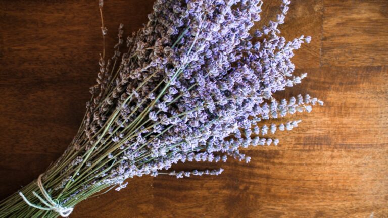 dried lavender