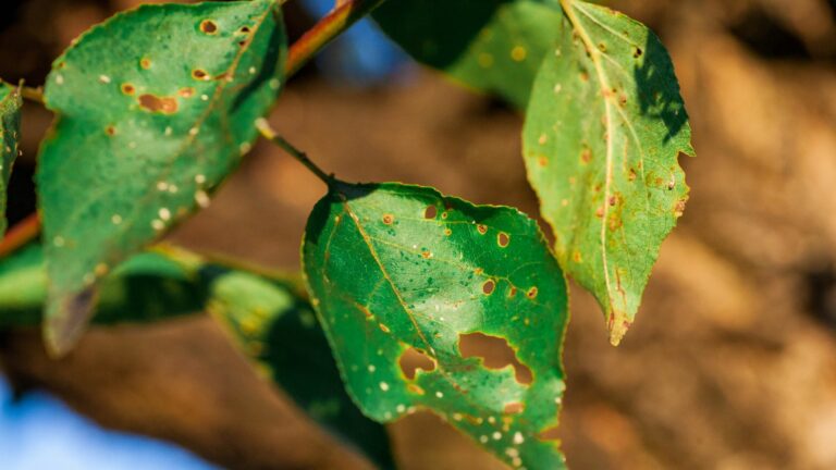 plants struggling in heat