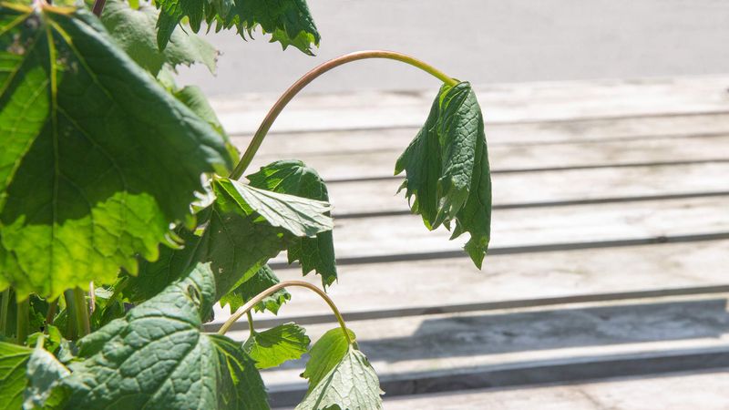 Wilting Leaves Despite Moist Soil