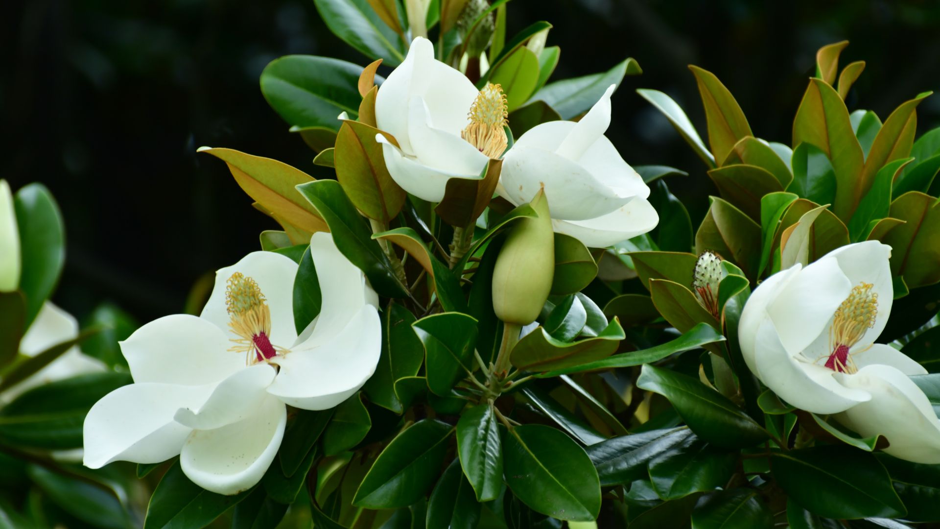 southern magnolia