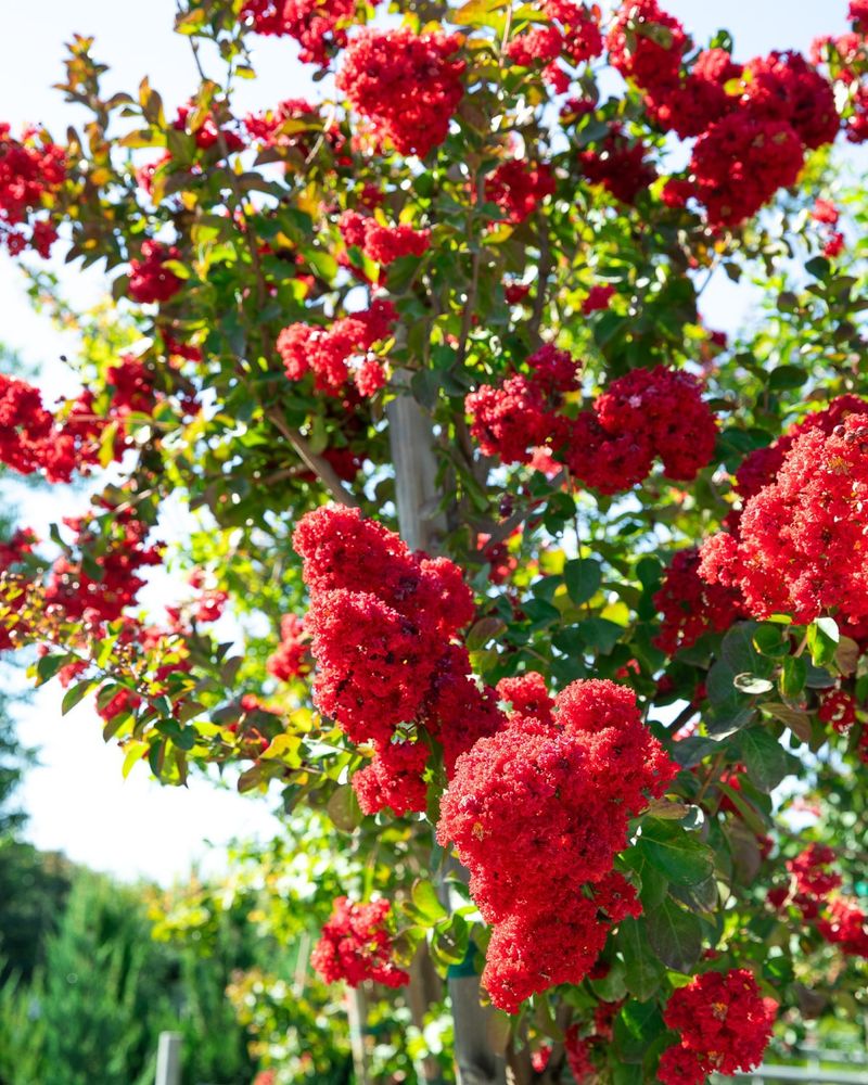 Crape Myrtle