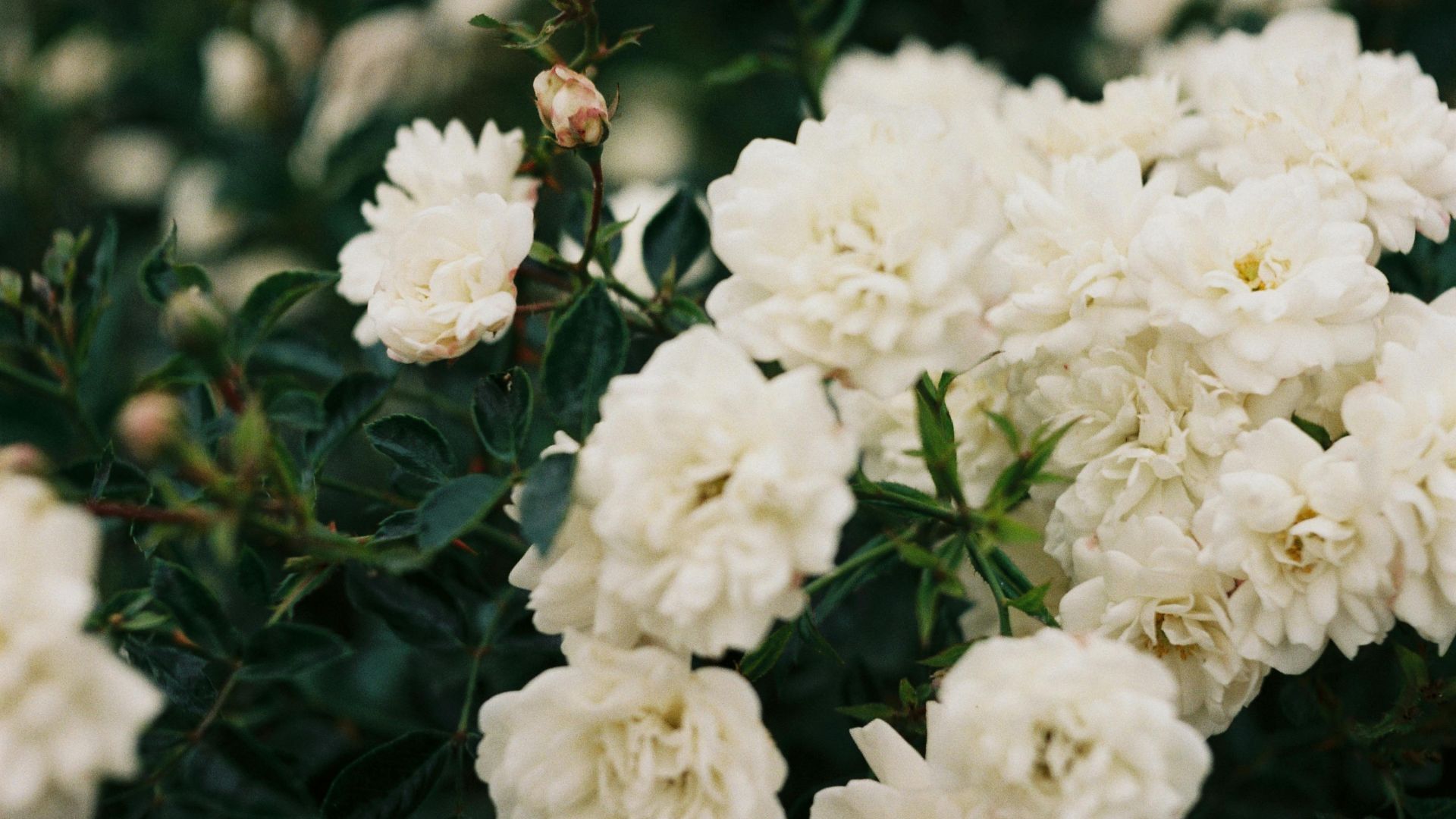 gardenias