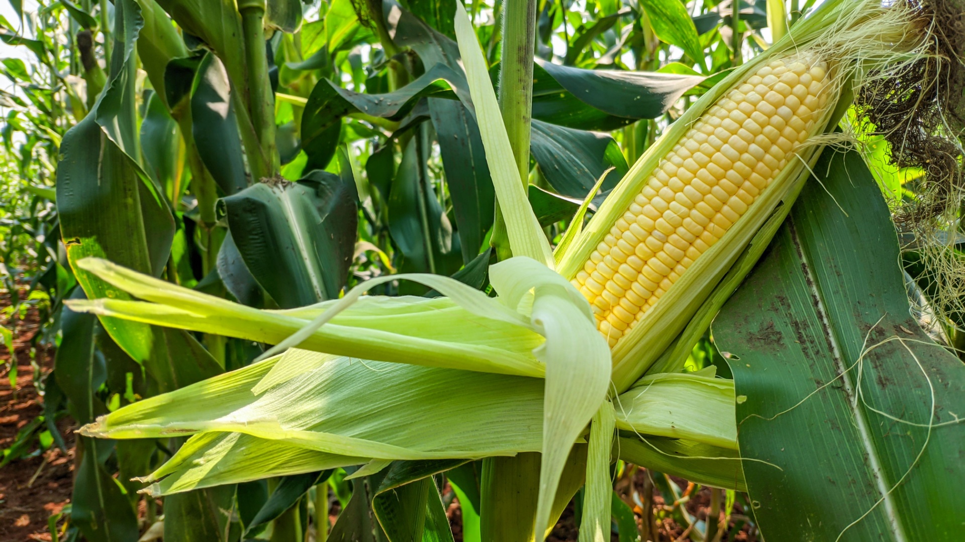 sweet corn