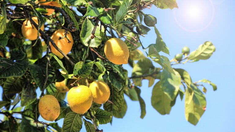 lemon tree