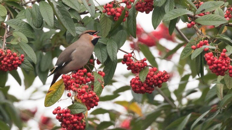 bird munching on a berry bush