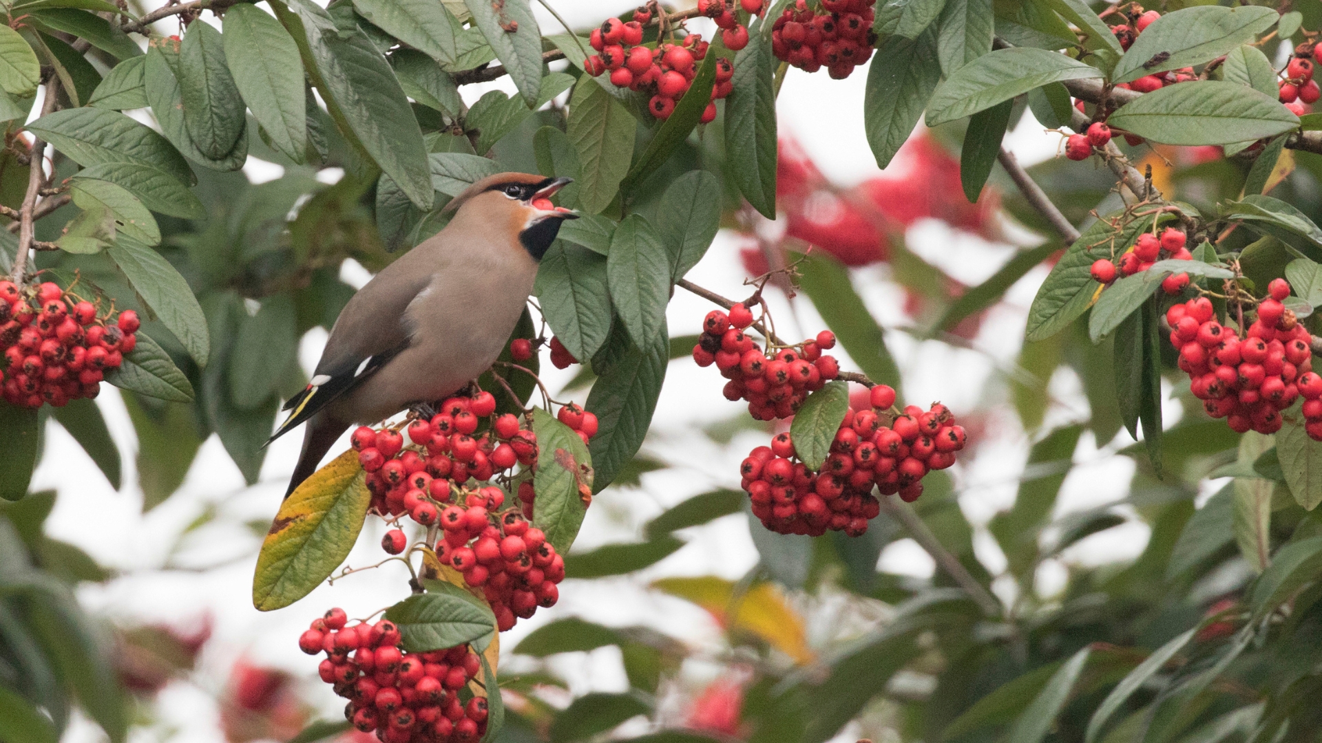 17 Genius Ways To Stop Birds From Snacking On Your Garden Fruit