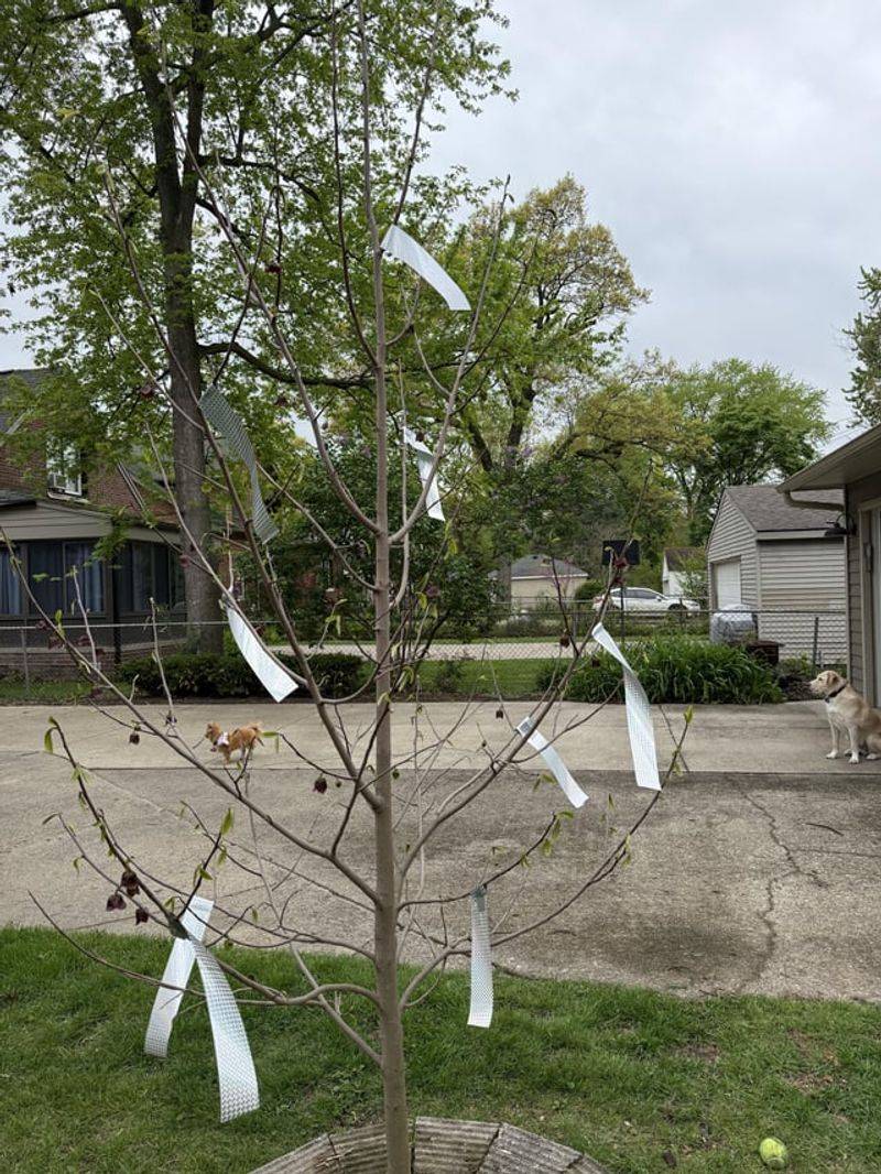 Install Reflective Bird Tape