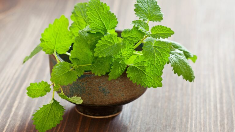 indoor lemon balm