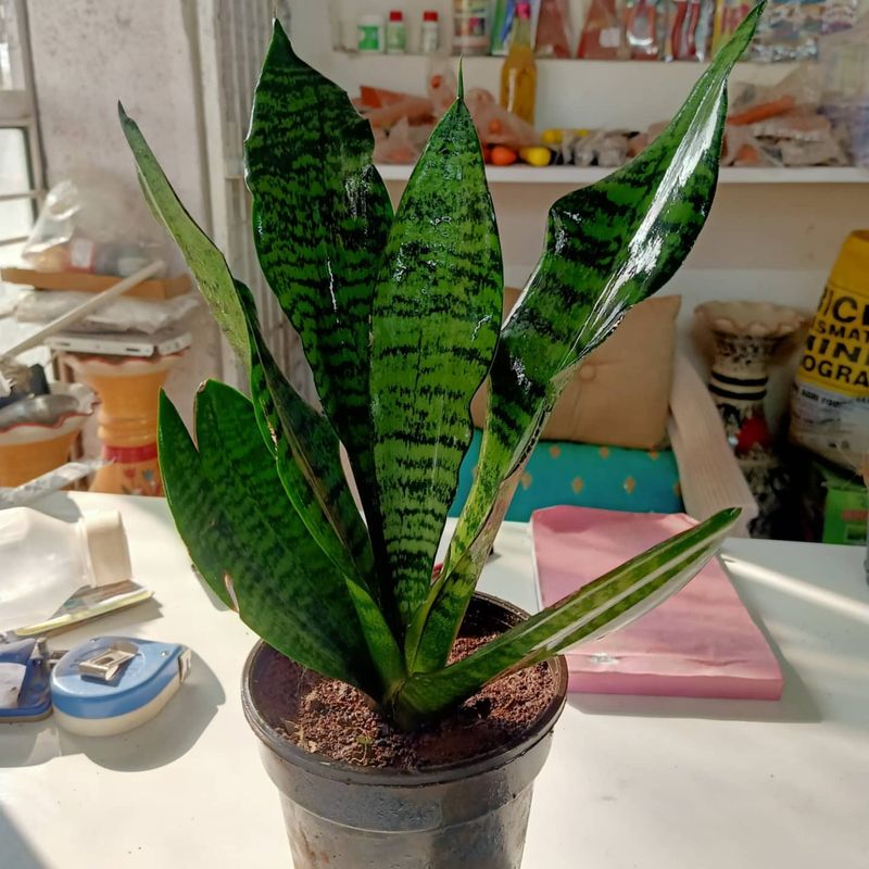 Snake Plant (Sansevieria)