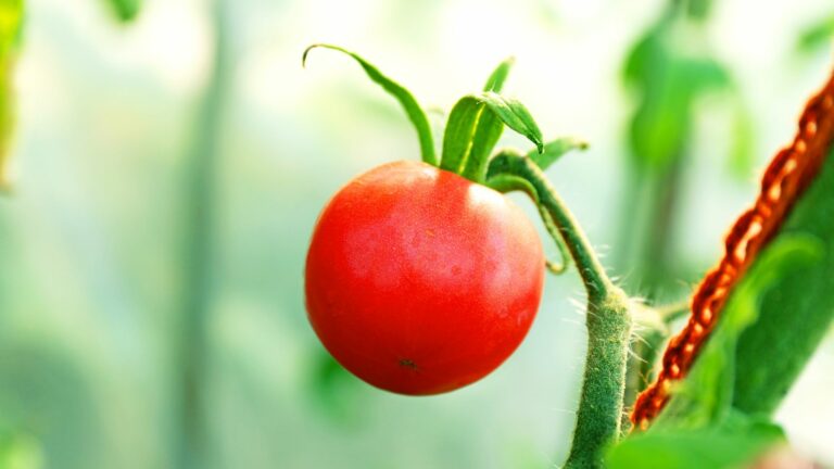 tomato plant
