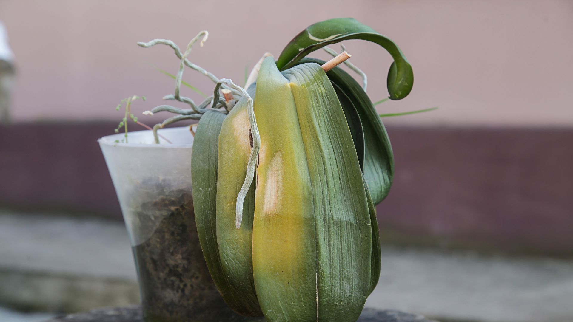 17 Orchid Leaf Problems To Watch Out For (And How To Fix Each One)