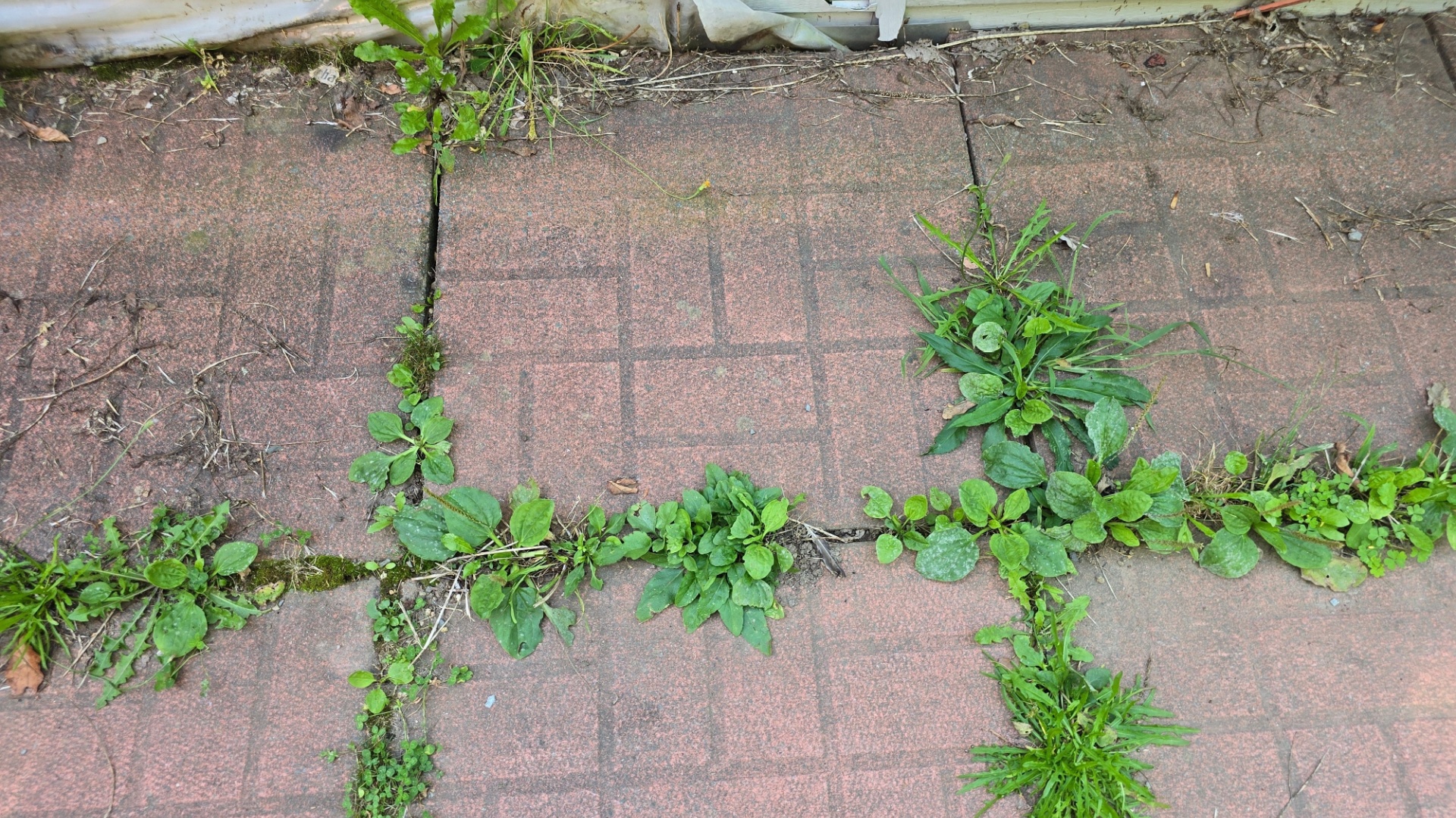 wees between cracks
