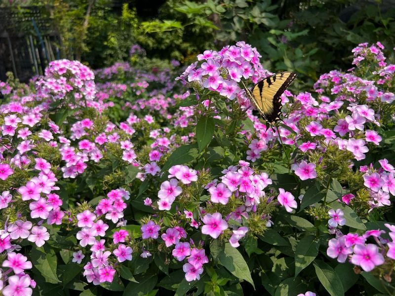 Garden Phlox