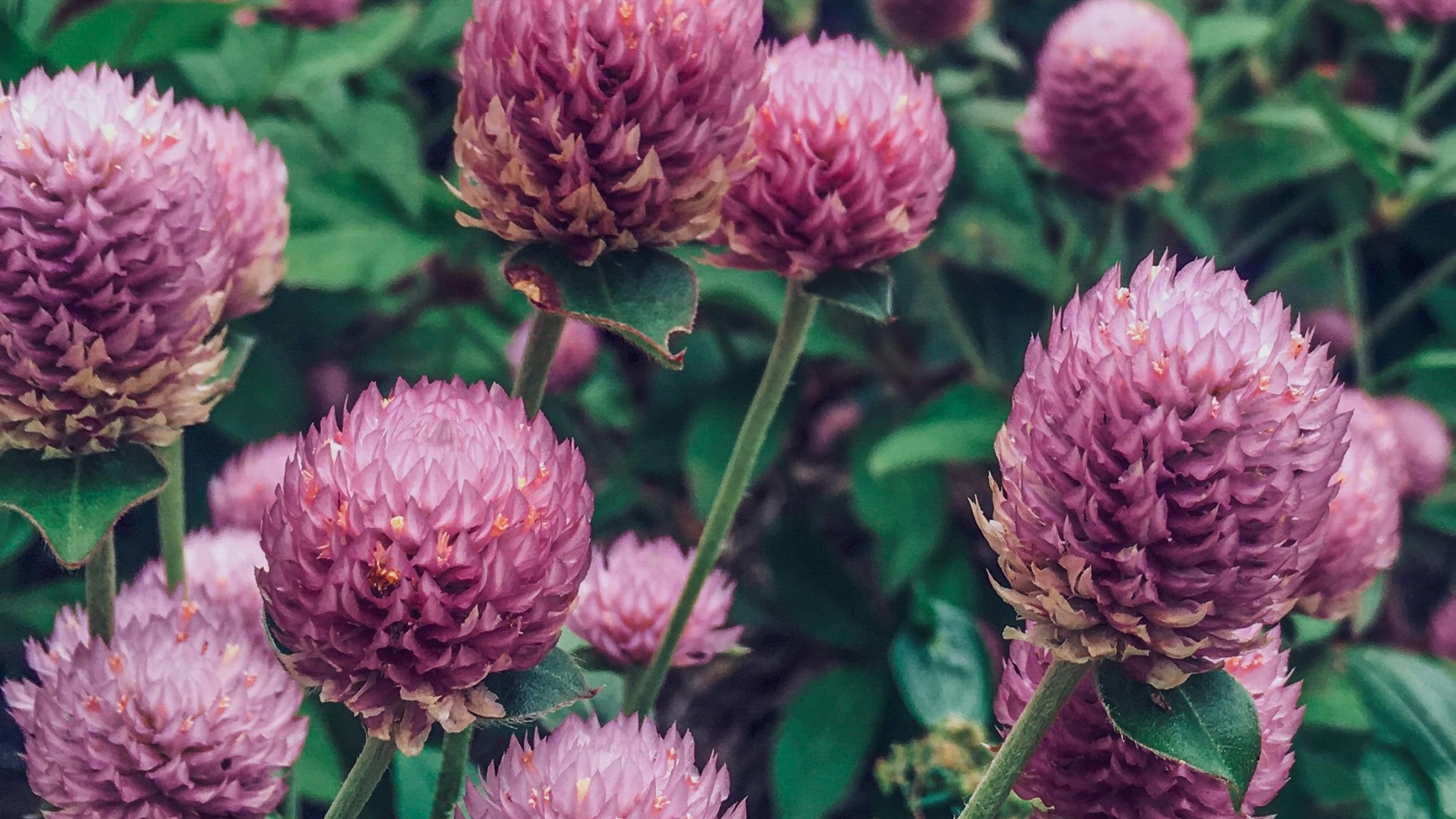 globe amaranth