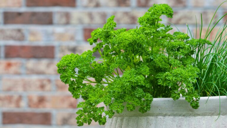 parsley