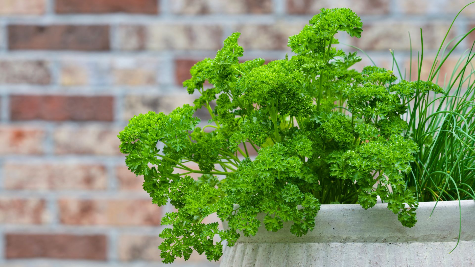 17 Reasons To Grow Parsley By Your Front Door (And How It Actually Helps Your Garden)