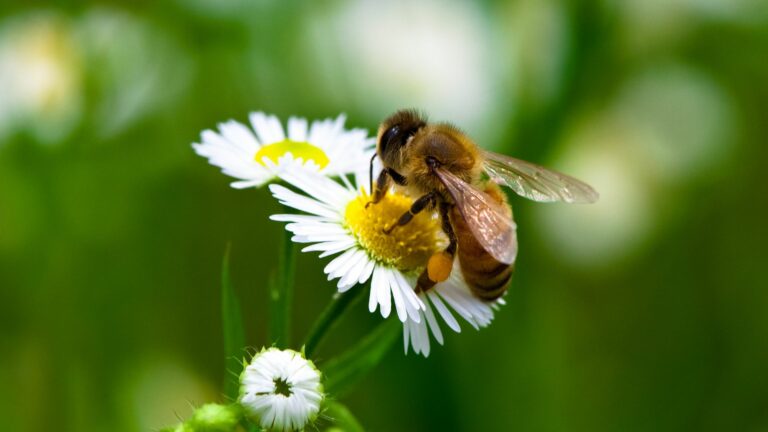 honey bee on daisy flower