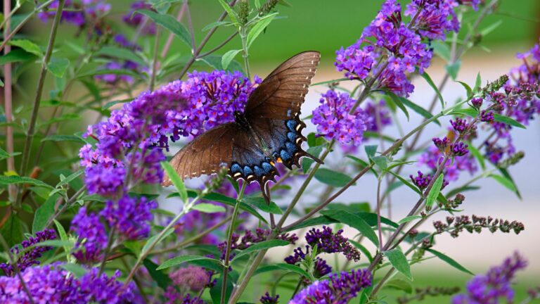 butterfly bush