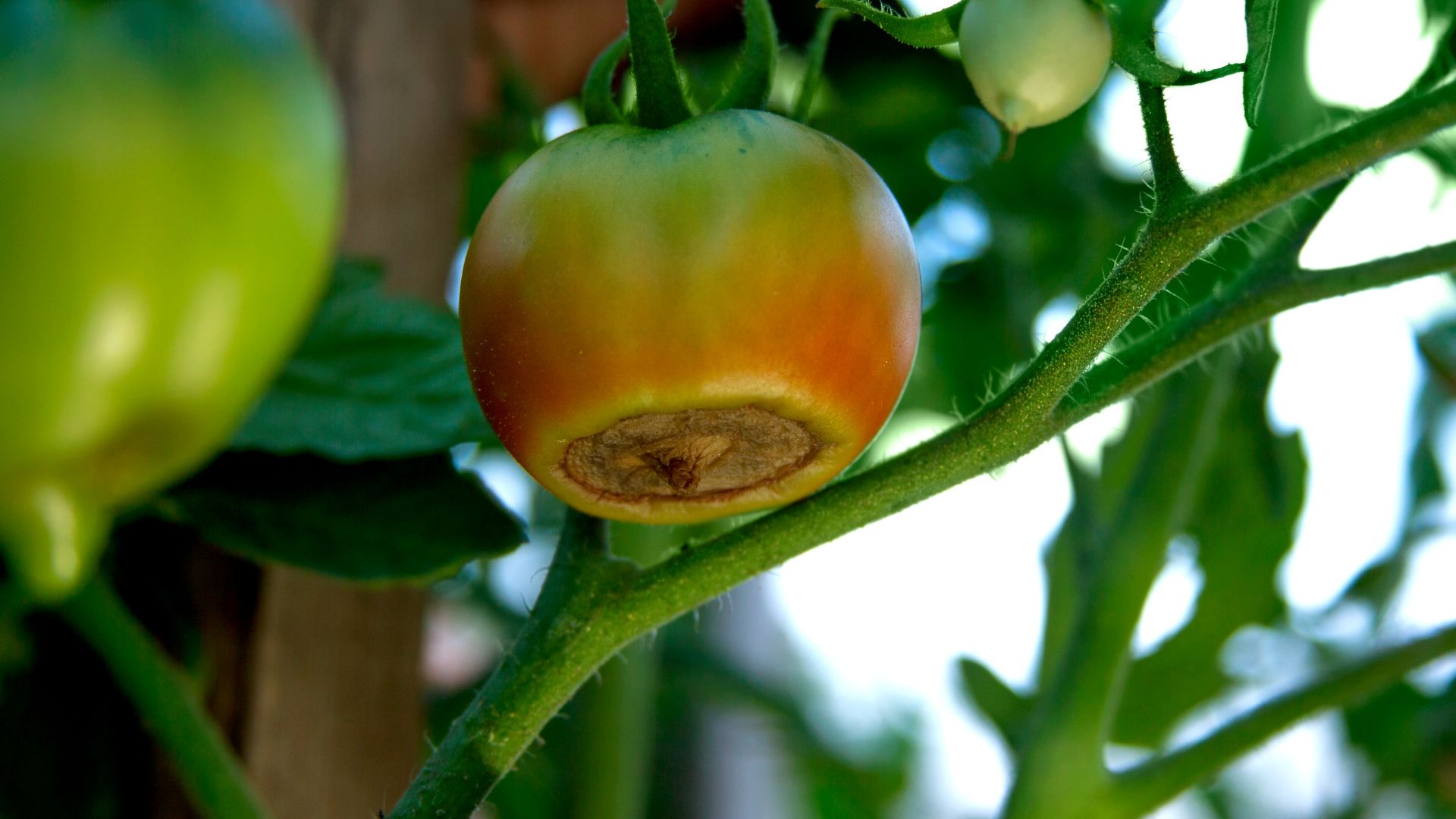 tomato bottom rot