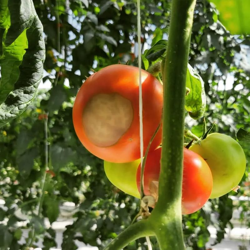 Calcium Deficiency In Soil